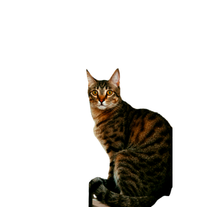A Curious Domestic Tabby Cat With Striking Stripes Sits Indoors Looking Attentively. 17427 - Cat PNG image with transparent background
